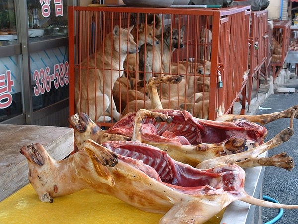 3. Этот рынок "славится" на весь мир тем, что на нем убивают собак с особенной жестокостью — электрическим током, через повешение или битьем до смерти