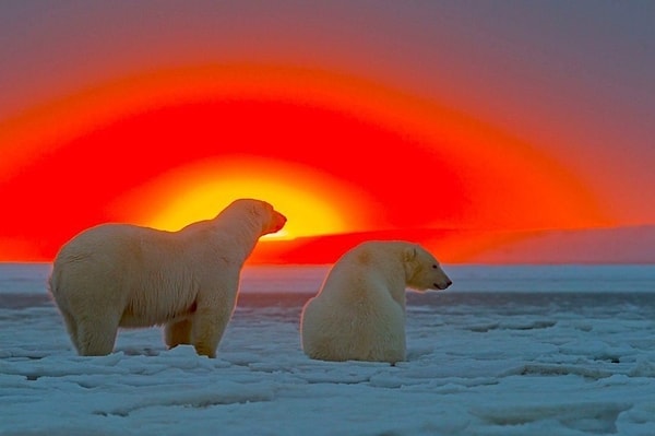 28. Белые медведи на фоне Арктического заката