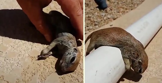 Boğulmak Üzereyken Sudan Çıkarılan ve Kalp Masajı ile Yeniden Hayata Tutunan Sincap