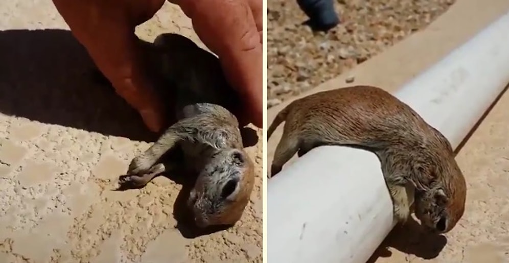 Boğulmak Üzereyken Sudan Çıkarılan ve Kalp Masajı ile Yeniden Hayata Tutunan Sincap