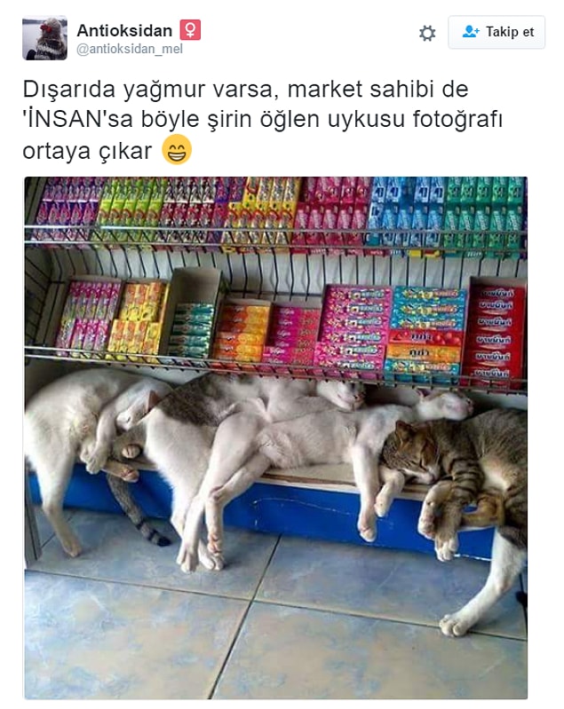5. Bir market sahibinin, yağmurdan ıslandıklarını görünce dükkanında öğle şekerlemesi yapmalarına izin verdiği kediler.