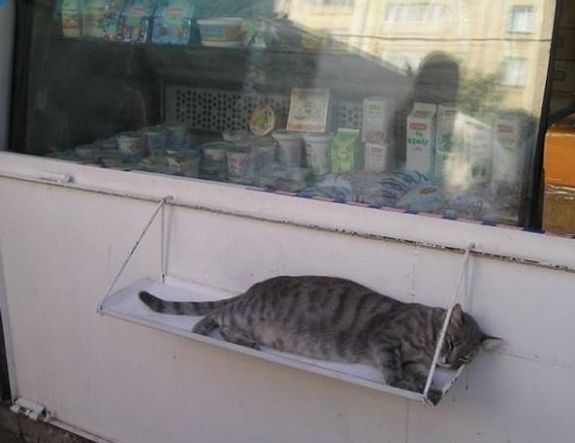 8. İyi niyetli bir dükkan sahibinin, rahatını bozmak istemediği bir kedi.