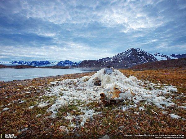 13. Çevresel sorunlar dalında birincilik ödülü: Yaşam ve Ölüm, Svalbard