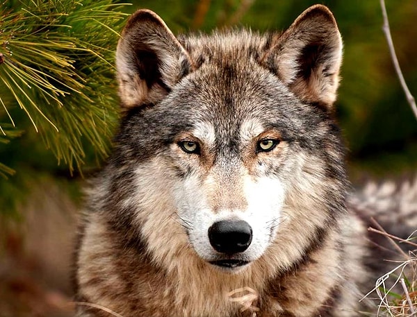 4. Создатель проекта, предприниматель из Новосибирска, Евгений Пятковский, подчеркивает, что состязание будет происходить «по-настоящему», без оговоренного заранее сценария