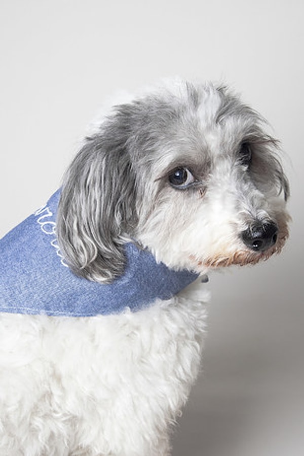 19. Бандана для домашнего любимца