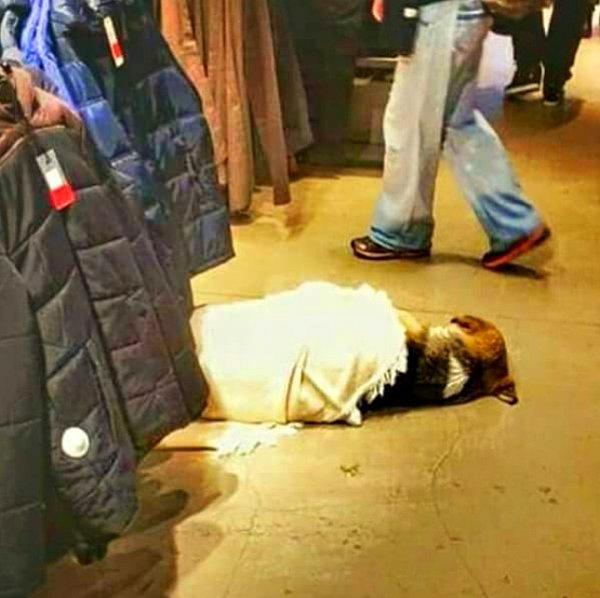 19. Beşiktaş'taki bir giyim mağazası çalışanlarının, üşümesin diye üstünü örttükleri bir köpek.
