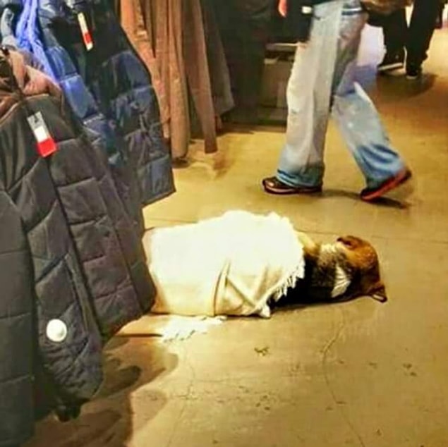 19. Beşiktaş'taki bir giyim mağazası çalışanlarının, üşümesin diye üstünü örttükleri bir köpek.
