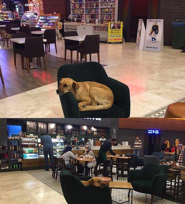 9. Bolu'daki mağaza çalışanlarının, gece soğukta üşüdüğünü görünce içeri aldıkları, koltukta yatmasına izin verdikleri bir köpek.