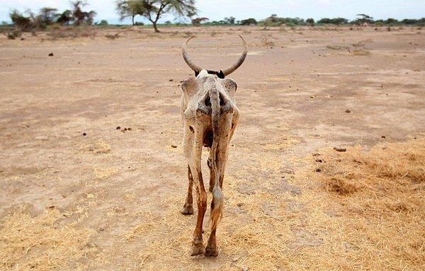 9. 50 yılın en kötü kuraklığını gören bir ülke de Etiyopya. Ülke nüfusunu besleyen tarım alanları aşırı yağmur ve sel yüzünden tahribata uğradı.
