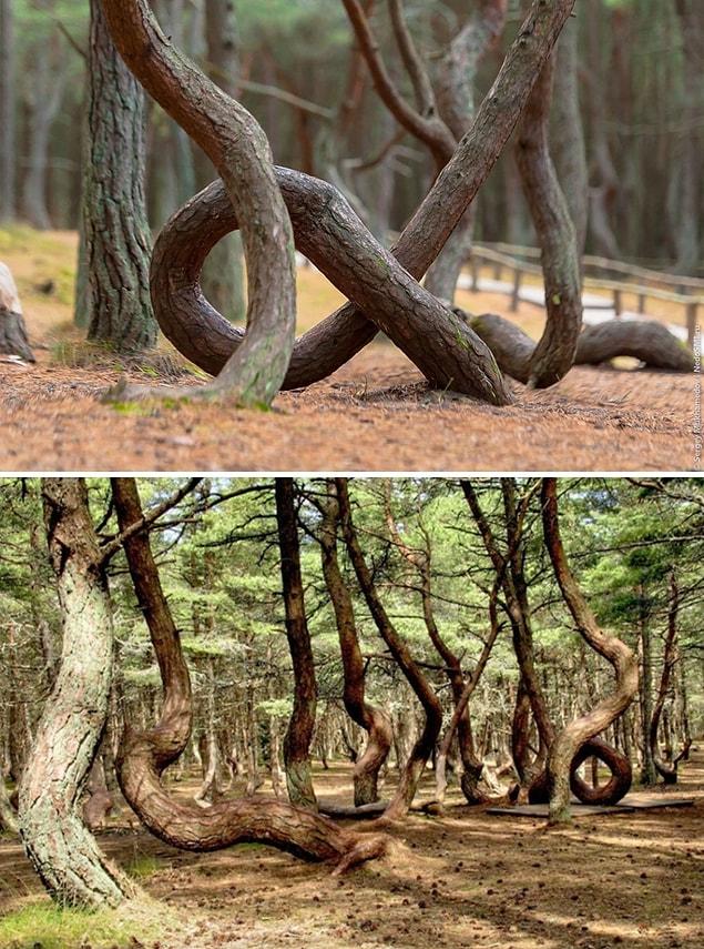 5. A dancing forest