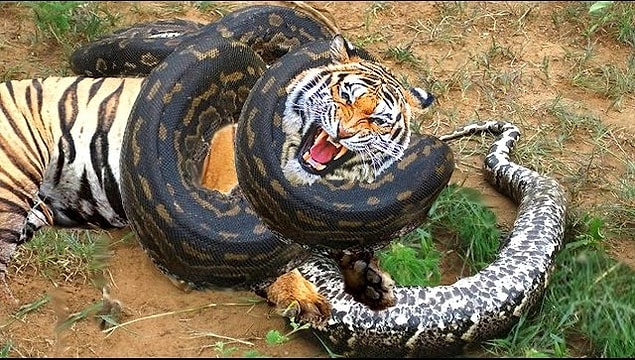 1. "Anaconda" ismi, "fil katili" anlamına gelen, Tamilce bir kelime olan anaikolra'dan gelir.