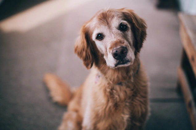 Neden köpekler Howl Bize ne anlatmak istiyorlar Neden köpekler Howl Bize ne anlatmak istiyorlar