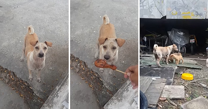 Verilen Yiyeceği Yavrularına Götüren Köpekten Duygulandıran Hareket