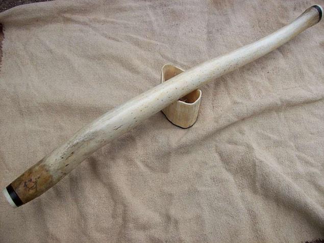 This photo shows a 24 inch long Walrus baculum.