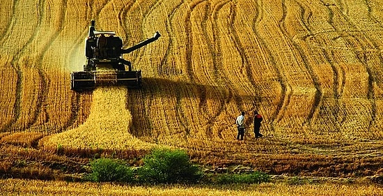 Sertifika Şartı Geliyor: Peki Yerel Tohumlar Tehlikede mi?