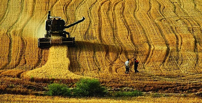 Sertifika Şartı Geliyor: Peki Yerel Tohumlar Tehlikede mi?