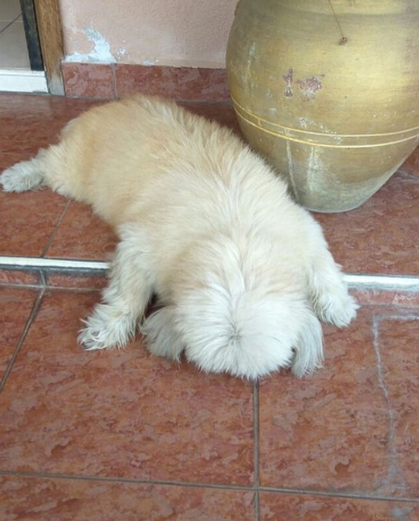 1. Это я уснул, где упал, и отказываюсь покидать это место