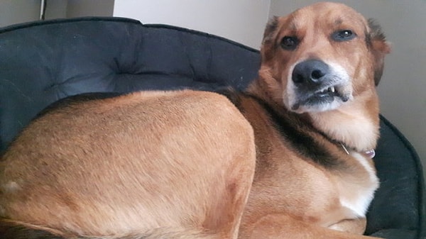 14. Когда кто-то спрашивает, собираешься ли ты провести весь остаток дня в кровати