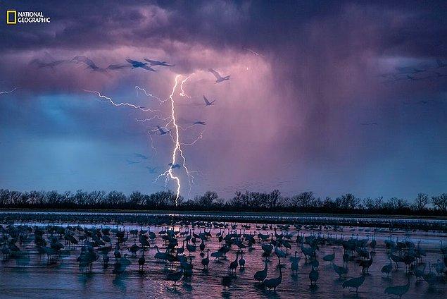 2. Nebraska'daki Wood Nehri'nin yakınında fırtına ışıkları ile birleşen 413.000 turnanın büyüleyici görüntüsü.