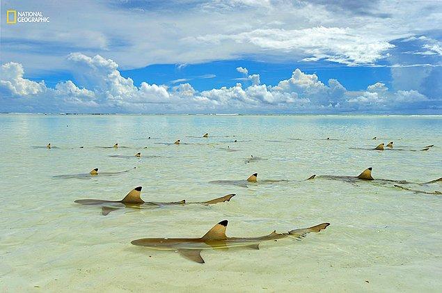 7. Aldabra'da siyah yüzgeçli resif köpek balıkları lagünleri yeniden doldurması için gelgit bekliyor.