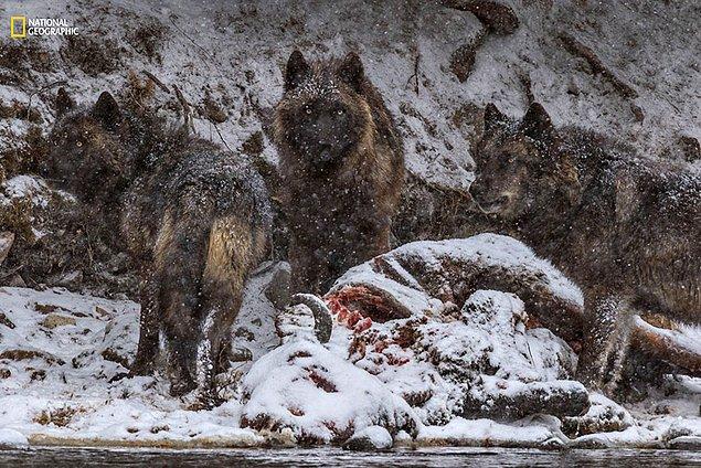 17. Yellowstone Nehri'nde boğulan bir bizonun kemikleri, bu kurt ve iki yaşındaki yavrusu için büyük bir ziyafet oldu.