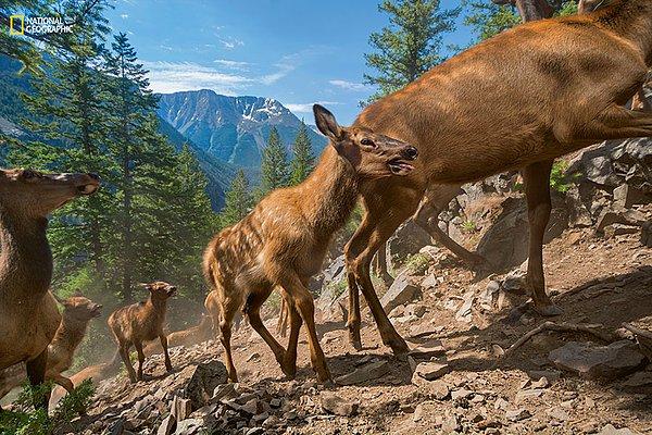 32. Üç haftalık bir geyik ilk göçlerinde annesinin adımlarını takip ediyor.