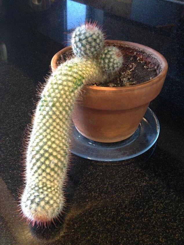 2. This overly grown... cactus.