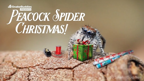 Как паук-скакун праздновал католическое Рождество