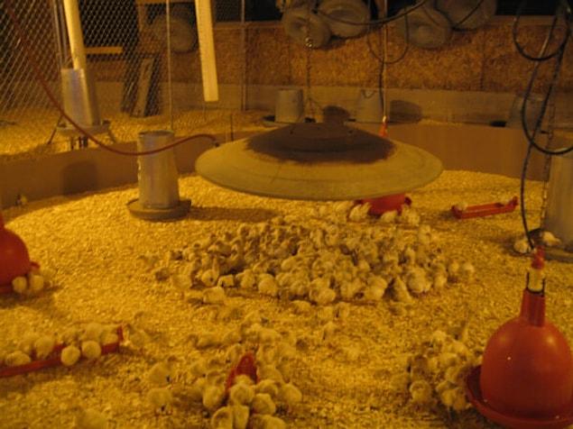 3. The baby chicks are born in incubators such as these.