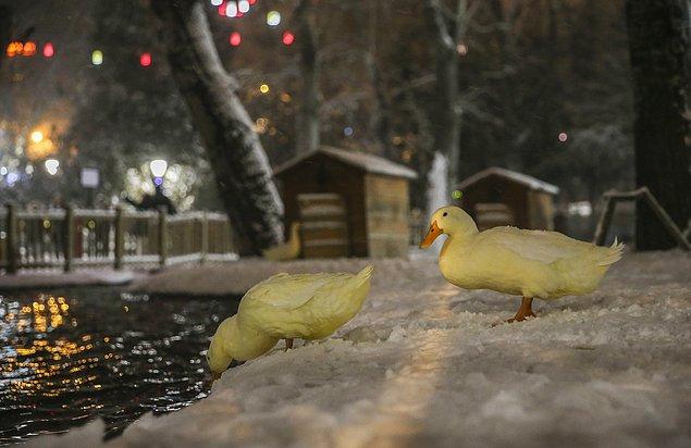 Kuğulu Park'ın kazları da kar yağınca yuvalarından çıkmış