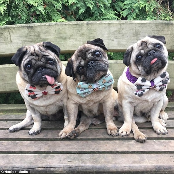 С тех пор она не расстается с собаками ни на минуту.