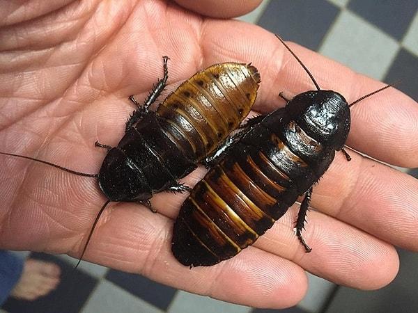 17. Yem olarak kullanılan "Madagaskar Tıslayan Hamam Böceği" ya da bilimsel adıyla "Gromphadorhina portentosa."
