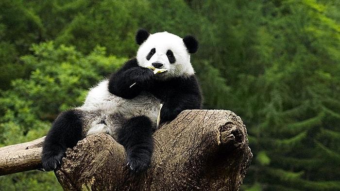 Panda Deyip Geçmemek Lazım! Hamilelik Numarasıyla Herkesi Kandıran Akıllı Panda