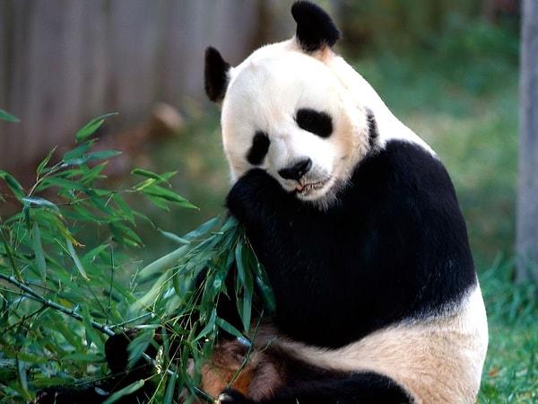 Hem bu kadar tatlı olup hem de yaramaz ve akıllı olan bu pandaları sevmemek mümkün mü?