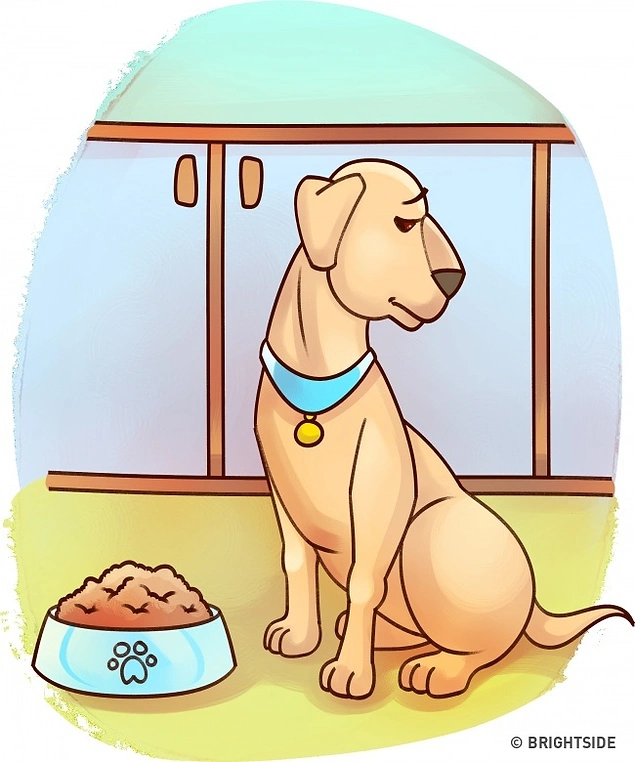 Kedinizi acilen veterinere götürmeniz gerektiğini gösteren 5 işaret Kedinizi acilen veterinere götürmeniz gerektiğini gösteren 5 işaret