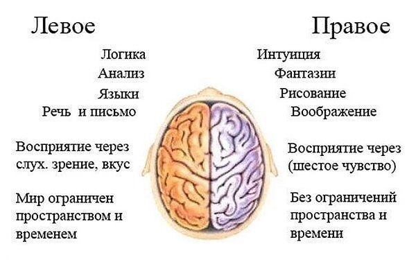 11. За что отвечают разные полушария мозга.