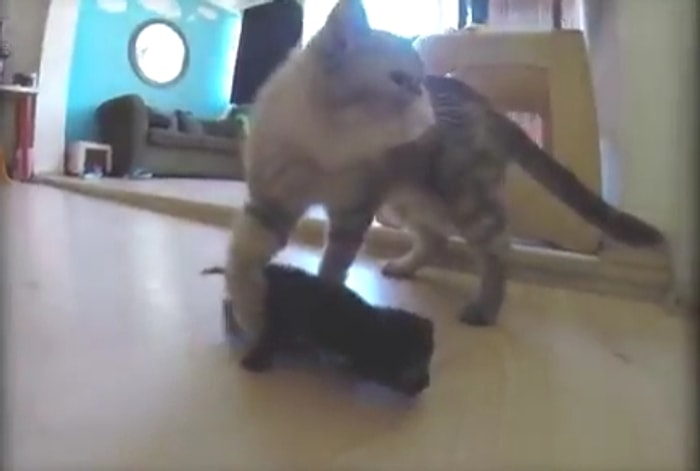 Sokaktan Kurtarılan 10 Günlük Yavruya Annelik Yapan Altın Kalpli Bade