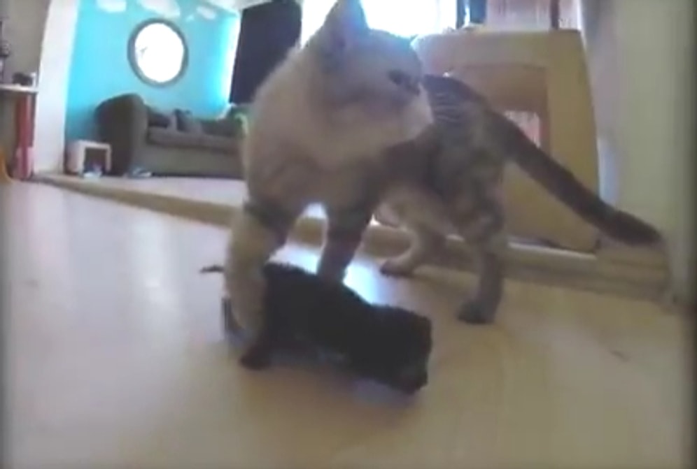 Sokaktan Kurtarılan 10 Günlük Yavruya Annelik Yapan Altın Kalpli Bade