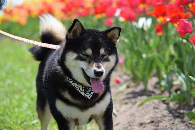 This is Aco, a 3-year-old Shiba Inu from Hokkaido, Japan.