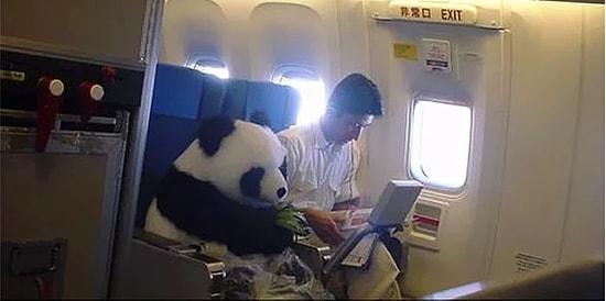 Мне бы в небо: 11 смешных и курьёзных ситуаций на борту самолета