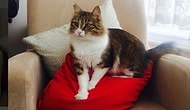 Bir kedi insanın hayatını ne kadar mutlu edebilir sorusunun cevabı EVA!