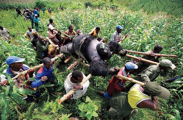46. Gorilla In The Congo, Brent Stirton, 2007