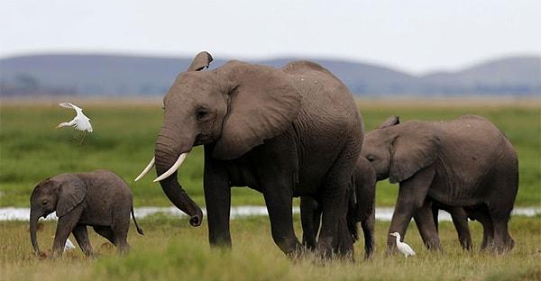 Afrika'da 400 binden az fil yaşıyor.