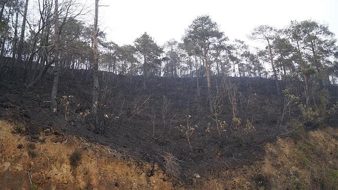 Orman Bakanı Eroğlu'ndan Sürmene Açıklaması: 'Yanan Alanlar Başka Maksatla Tahsis Edilemez'