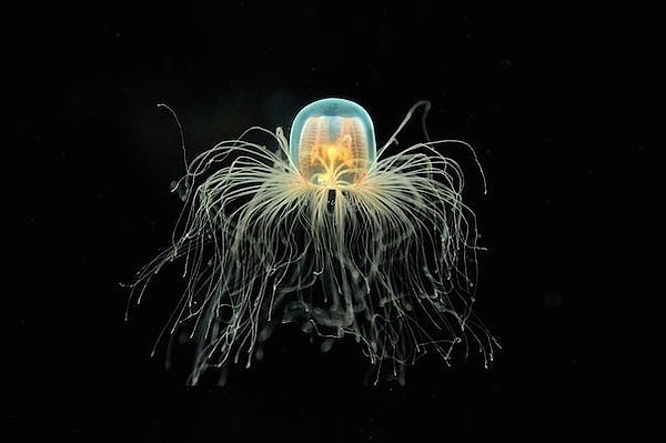 2. Бессмертная медуза Turritopsis Nutricula – единственное бессмертное существо на Земле.
