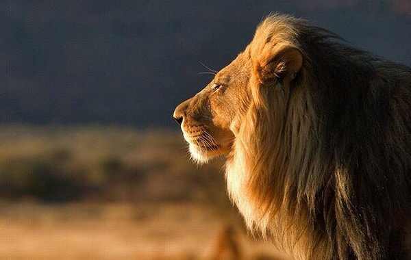 11. У одного монаха спросили: "Что делать, если вас разлюбили?" - "Забрать свою душу и уйти", - ответил он.