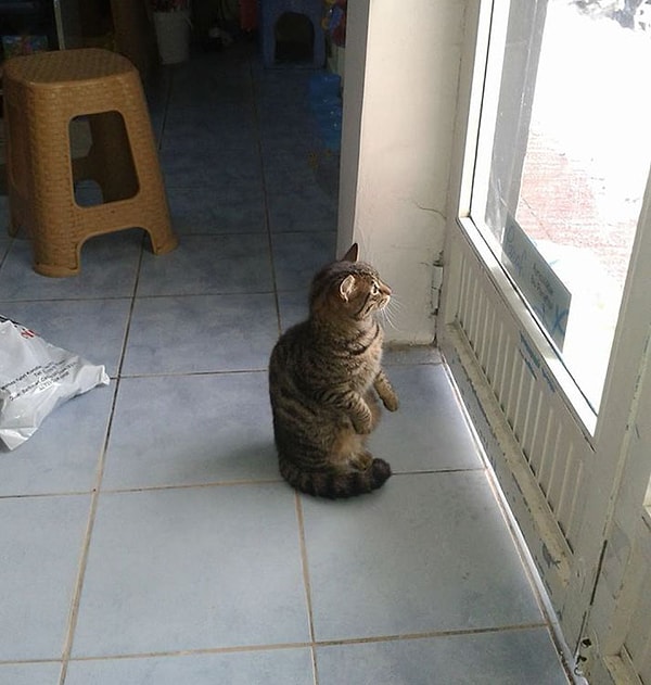 8. "Кошки всегда благодарны за убежище", - говорит Баял