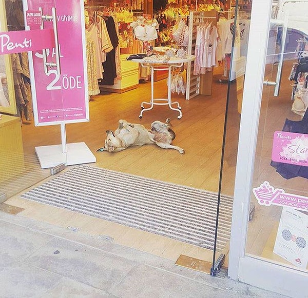 4. Только взгляните на то, как собаки радуются теплому месту для сна!