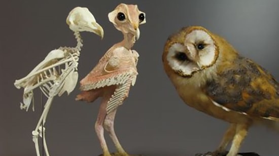 Люди увидели фото «голой» совы и теперь не могут его развидеть