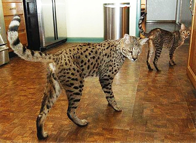 Sahipleri daha doğrusu insanları, savannah kedilerini "dış görünüşü leopara, huyları ise köpeğe benzeyen kedi" olarak tanımlıyor.